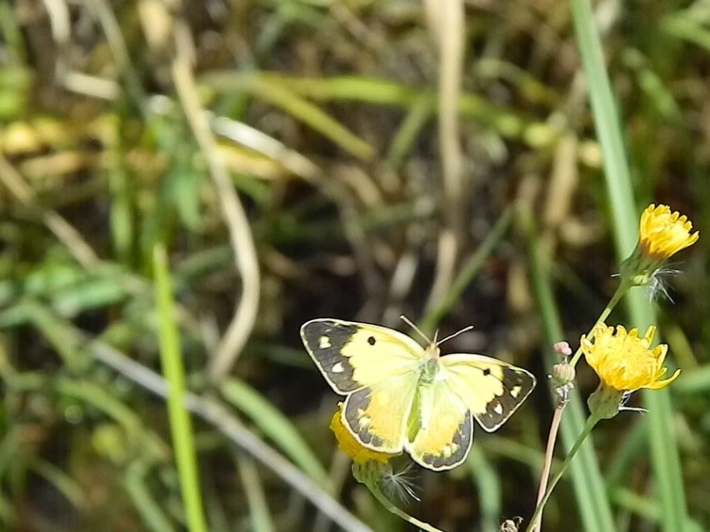 Colias.??? - Colias crocea